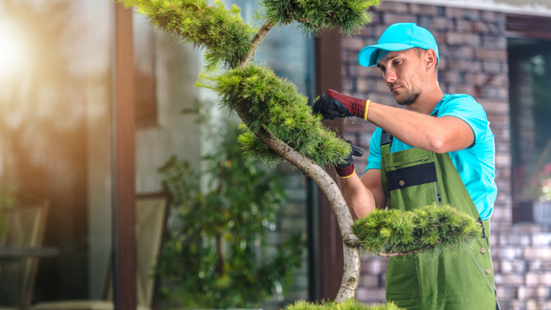 Tree Trimming