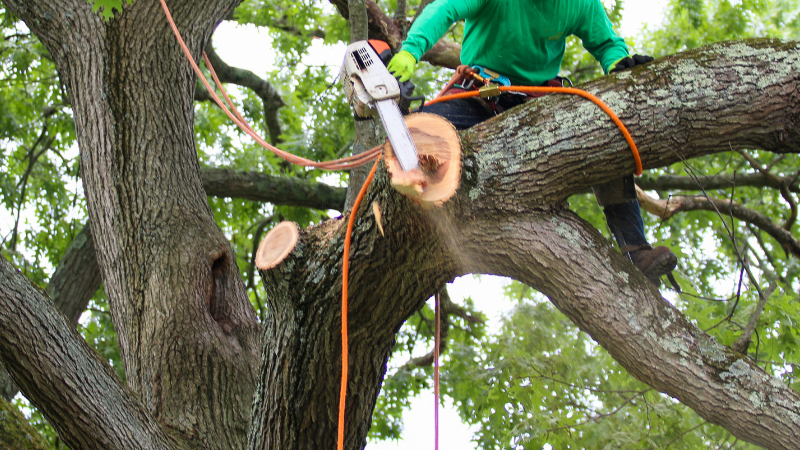Tree Removal