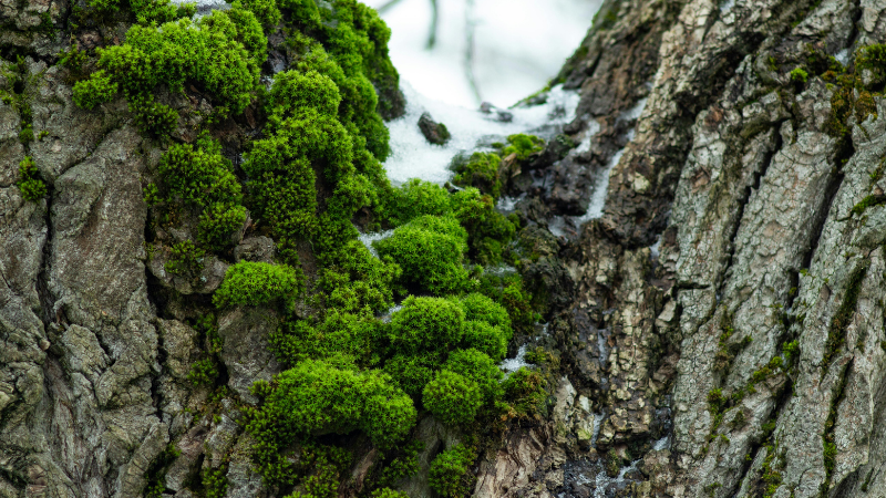 Ball Moss Removal